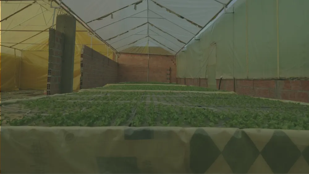 Proyecto de producción hidropónica comercial